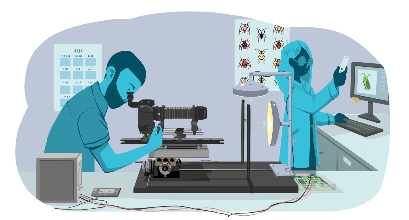Illustration of scientists digitizing insect specimens