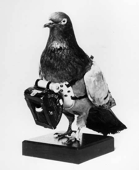 A pigeon wearing a miniature camera harness